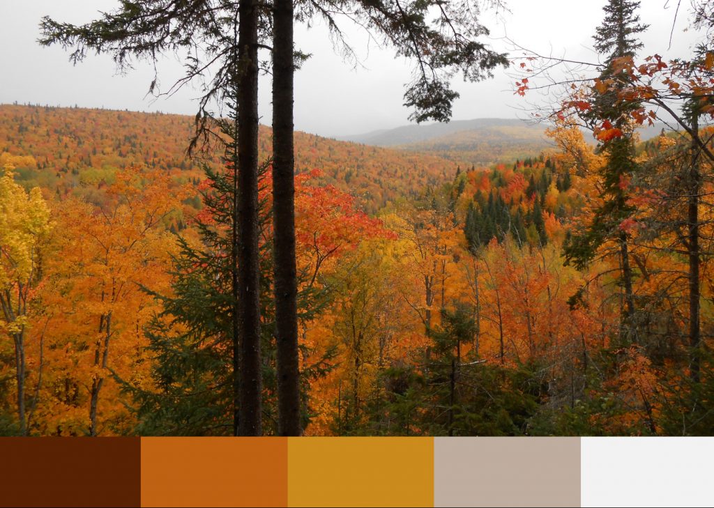 Palette de couleur d'Automne nuancée sur paysage de forêt au Québec